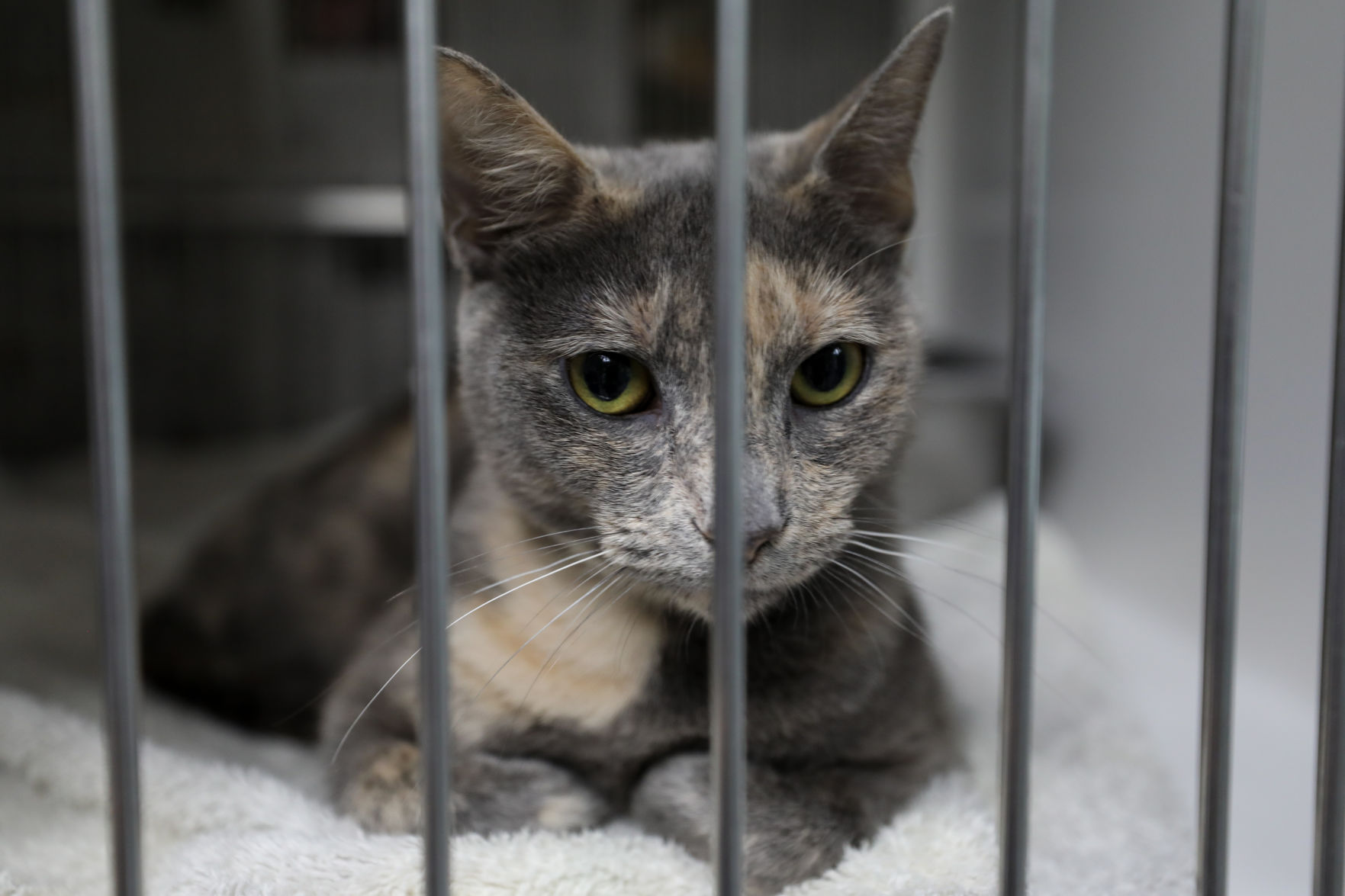 Lee County Humane Society pets for adoption